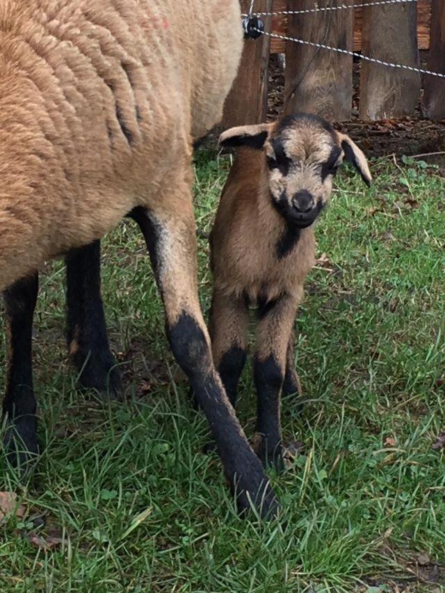 Villa Kellerstöckl am veganen Bio-Lebenshof - nur für Hundefreunde empfohlen ! Sulb Exterior foto