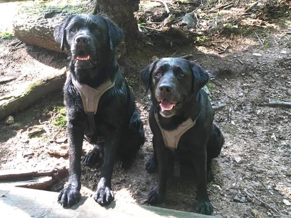 Villa Kellerstöckl am veganen Bio-Lebenshof - nur für Hundefreunde empfohlen ! Sulb Exterior foto