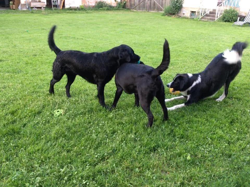 Villa Kellerstöckl am veganen Bio-Lebenshof - nur für Hundefreunde empfohlen ! Sulb Exterior foto