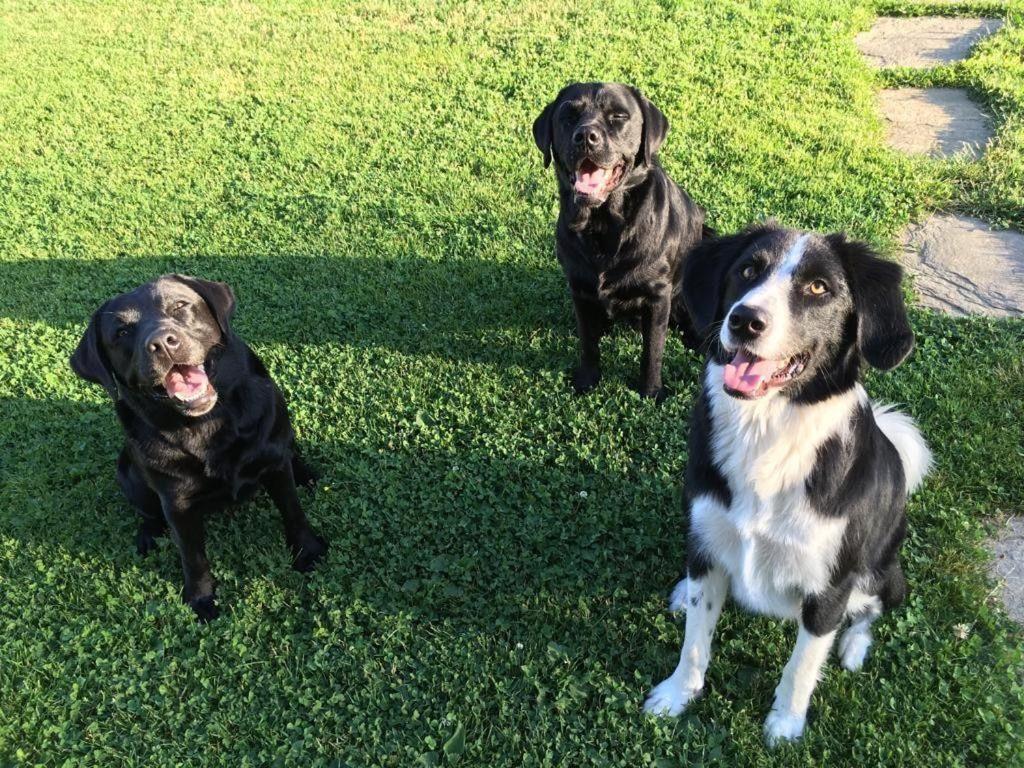 Villa Kellerstöckl am veganen Bio-Lebenshof - nur für Hundefreunde empfohlen ! Sulb Exterior foto