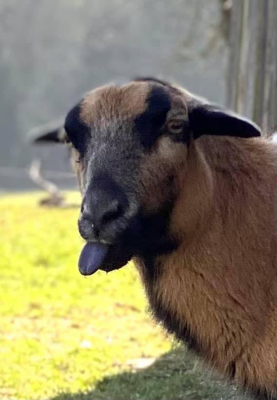 Villa Kellerstöckl am veganen Bio-Lebenshof - nur für Hundefreunde empfohlen ! Sulb Exterior foto